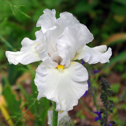 Iris germanica (border bearded) Fleece as White